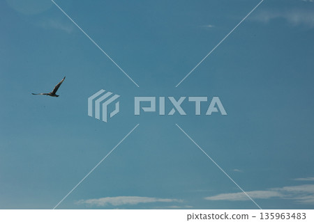 A lone bird soars across a clear blue sky A lone bird soars across a clear blue sky 135963483