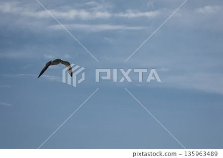 A lone bird soars across a clear blue sky A lone bird soars across a clear blue sky 135963489