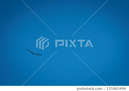 A lone bird soars across a clear blue sky A lone bird soars across a clear blue sky 135963494