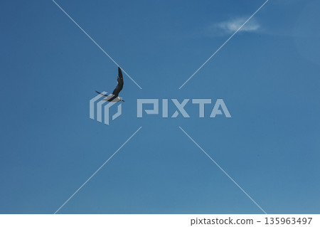 A lone bird soars across a clear blue sky  135963497