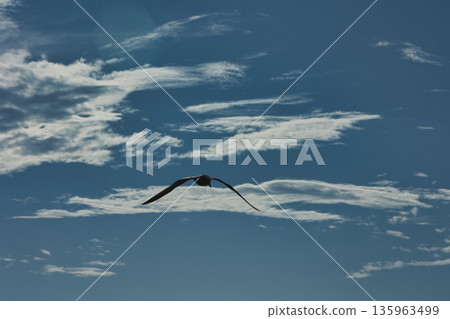 A lone bird soars across a clear blue sky A lone bird soars across a clear blue sky 135963499