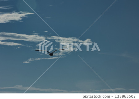 A lone bird soars across a clear blue sky A lone bird soars across a clear blue sky 135963502