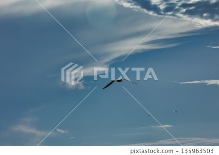 A lone bird soars across a clear blue sky A lone bird soars across a clear blue sky 135963503