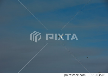 A lone bird soars across a clear blue sky A lone bird soars across a clear blue sky 135963508