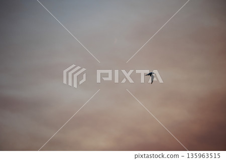 A lone bird soars across a clear blue sky  135963515