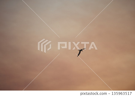 A lone bird soars across a clear blue sky A lone bird soars across a clear blue sky 135963517