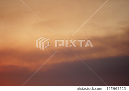 A lone bird soars across a clear blue sky  135963523