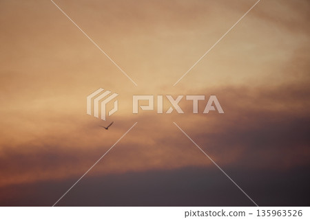 A lone bird soars across a clear blue sky A lone bird soars across a clear blue sky 135963526