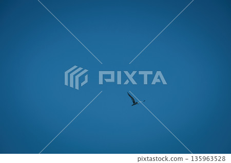 A lone bird soars across a clear blue sky A lone bird soars across a clear blue sky 135963528