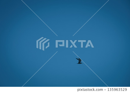 A lone bird soars across a clear blue sky A lone bird soars across a clear blue sky 135963529