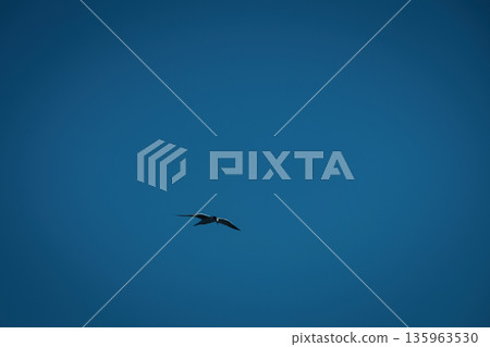 A lone bird soars across a clear blue sky  135963530