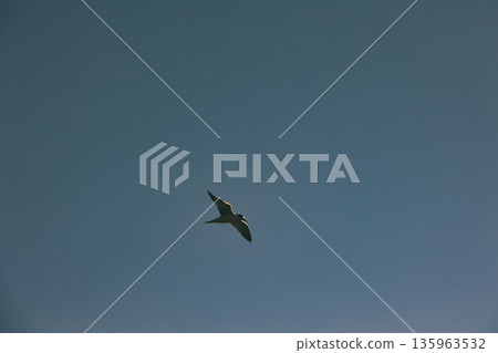 A lone bird soars across a clear blue sky A lone bird soars across a clear blue sky 135963532