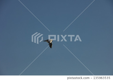 A lone bird soars across a clear blue sky A lone bird soars across a clear blue sky 135963535