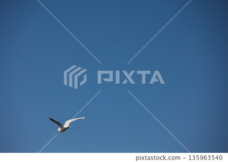 A lone bird soars across a clear blue sky A lone bird soars across a clear blue sky 135963540