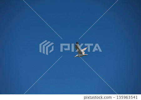 A lone bird soars across a clear blue sky A lone bird soars across a clear blue sky 135963541