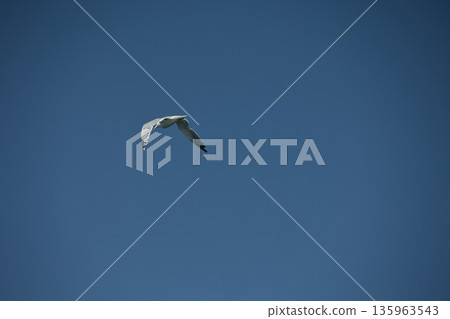 A lone bird soars across a clear blue sky A lone bird soars across a clear blue sky 135963543