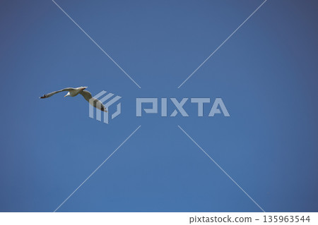 A lone bird soars across a clear blue sky A lone bird soars across a clear blue sky 135963544