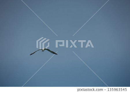 A lone bird soars across a clear blue sky A lone bird soars across a clear blue sky 135963545