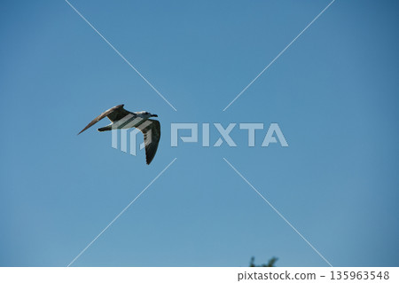 A lone bird soars across a clear blue sky  135963548