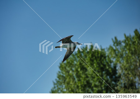 A lone bird soars across a clear blue sky A lone bird soars across a clear blue sky 135963549