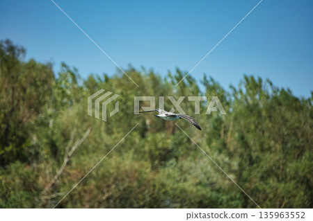 A lone bird soars across a clear blue sky A lone bird soars across a clear blue sky 135963552
