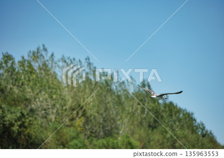 A lone bird soars across a clear blue sky A lone bird soars across a clear blue sky 135963553