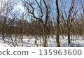Winter forest landscape with snow and deciduous trees 135963600