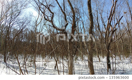 Winter forest landscape with snow and deciduous trees 135963600