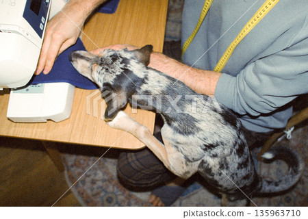 male fashion designer sews clothes from blue fabric, a dog watches him. male fashion designer sews clothes from blue fabric, a dog watches him. 135963710