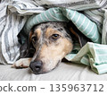 spotted Dog is lying on a bed under blanket. pet froze and hid under blanket, heating in winter.  135963712