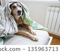 spotted dog lies on bed under blanket against the background of a radiator.  135963713
