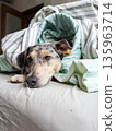 spotted Dog is lying on a bed under blanket. pet froze and hid under blanket, heating in winter.  135963714