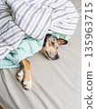 top view of spotted Dog, sad pet lying on a bed under blanket. puppy froze and hid under blanket. 135963715