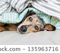 portrait of spotted Dog, pet lying on bed under blanket. puppy froze and hid under blanket. 135963716
