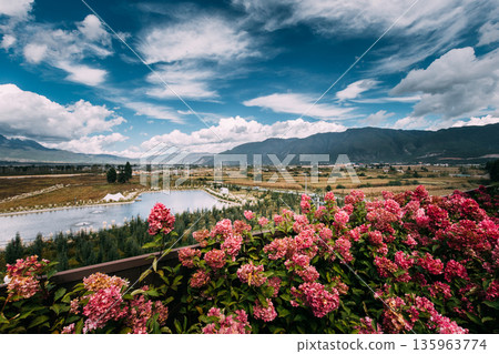 Hydrangea flowers with Yulong Snow Mountain landscape, Lijiang Hydrangea flowers with Yulong Snow Mountain landscape, Lijiang 135963774