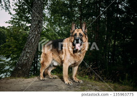 Red-Tan Alsatian Wolf Dog Standing Proud – Alert Portrait with Forest and River Background 135963775