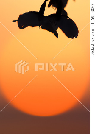 落日與櫻花的剪影_豎圖 落日與櫻花的剪影_豎圖 135963820