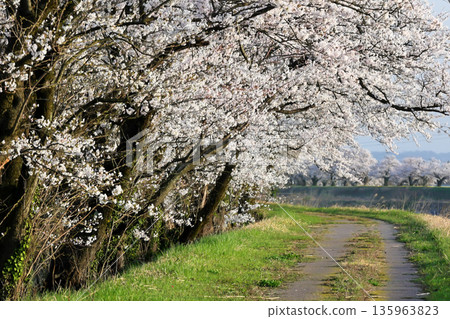 Cherry blossom trees in full bloom line the bank walkway Cherry blossom trees in full bloom line the bank walkway 135963823