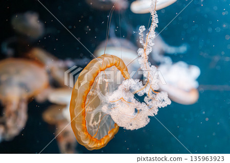 underwater photography jellyfish Chrysaora fuscescens, Pacific sea nettle, West Coast sea nettle underwater photography jellyfish Chrysaora fuscescens, Pacific sea nettle, West Coast sea nettle 135963923