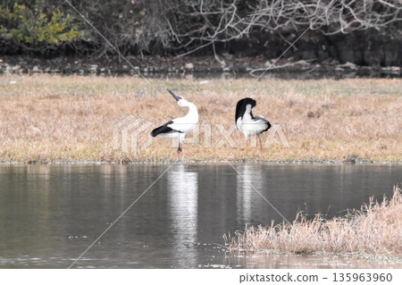 Stork Stork 135963960