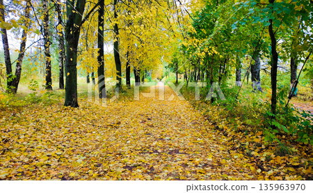 A path through a forest with leaves on the ground A path through a forest with leaves on the ground 135963970