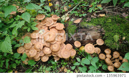 A large pile of mushrooms on the ground A large pile of mushrooms on the ground 135963971