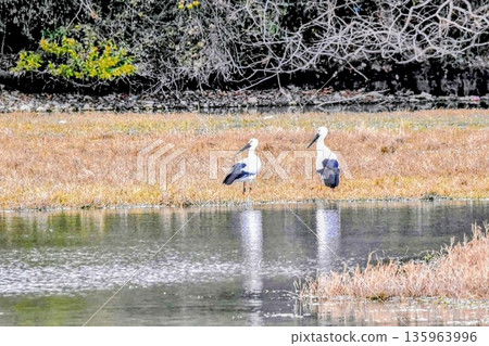 Stork Stork 135963996