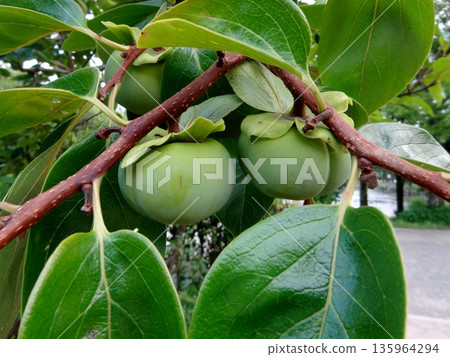不成熟的柿子 135964294
