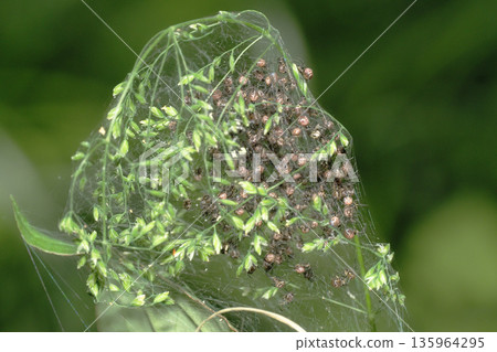 蜘蛛兒童 (群展) 135964295