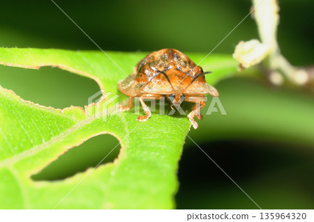 Ichimonji Cameloticus 135964320
