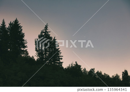 Dense green forest covering a mountain hillside, photographed from the road in August 2025, with layered trees, summer foliage, and a clear blue sky. 135964341
