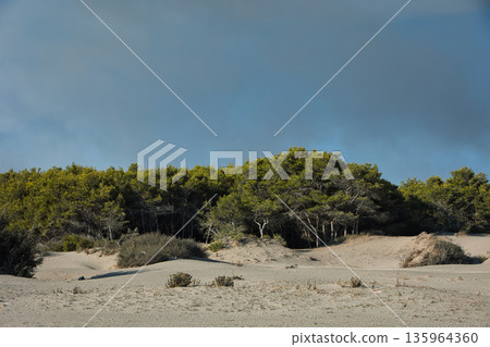 Dense green forest covering a mountain hillside, photographed from the road in August 2025, with layered trees, summer foliage, and a clear blue sky. 135964360