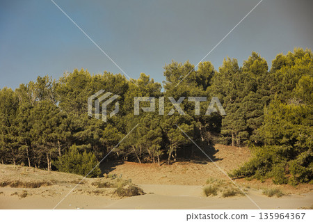 Dense green forest covering a mountain hillside, photographed from the road in August 2025, with layered trees, summer foliage, and a clear blue sky. Dense green forest covering a mountain hillside, photographed from the road in August 2025, with layered trees, summer foliage, and a clear blue sky. 135964367