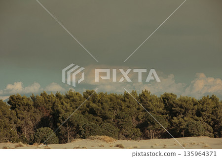 Dense green forest covering a mountain hillside, photographed from the road in August 2025, with layered trees, summer foliage, and a clear blue sky. Dense green forest covering a mountain hillside, photographed from the road in August 2025, with layered trees, summer foliage, and a clear blue sky. 135964371